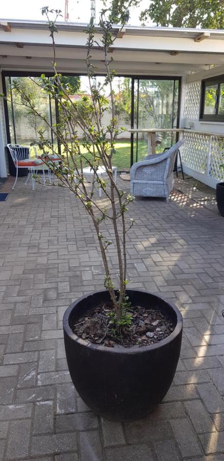Spacious Garden Unit On Fordyce Port Elizabeth Eksteriør bilde